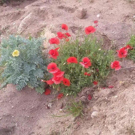 Apartament Borgo La Vigna Trinità dʼAgultu